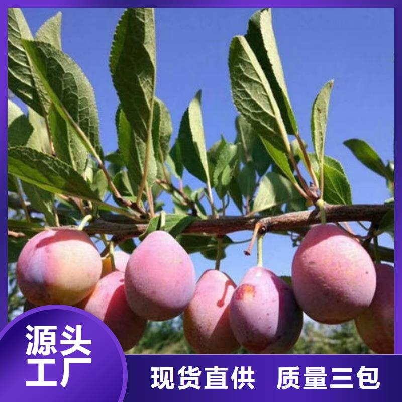 孝感采购李子树苗必看-高性价比