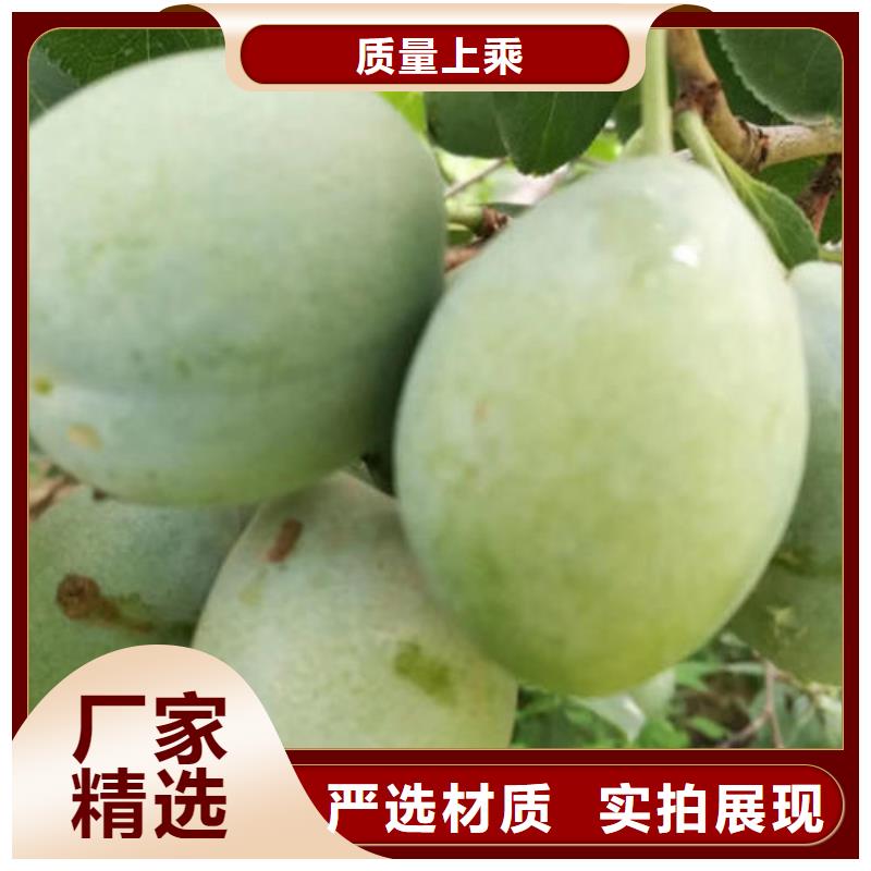 李子树苗-李子树苗高性价比