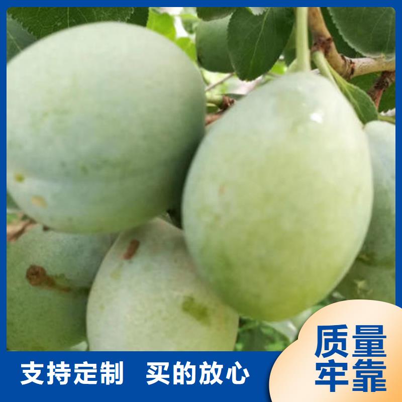 李子树苗厂家发货及时