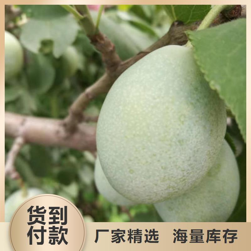 李子树苗、李子树苗价格