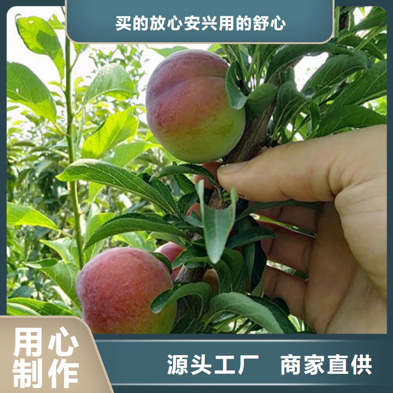 李子树苗-李子树苗高性价比