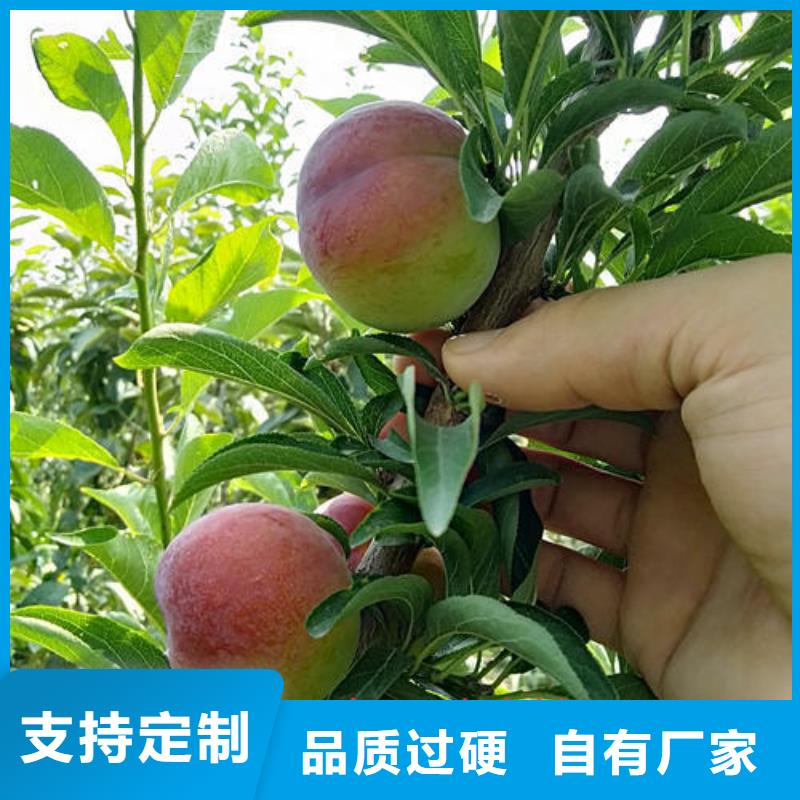 李子树苗-专注研发