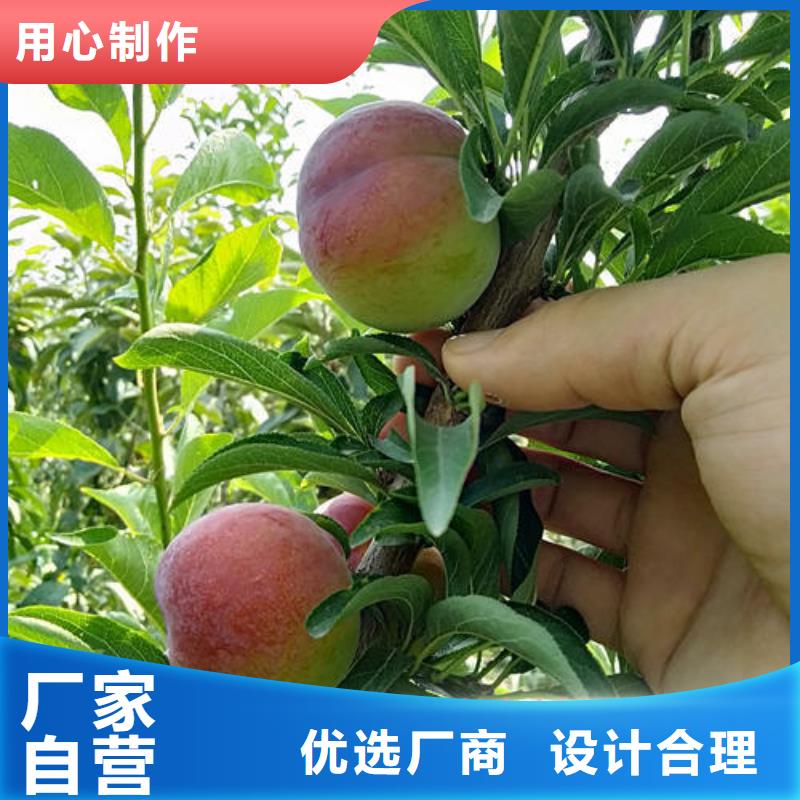 李子树苗现货充足