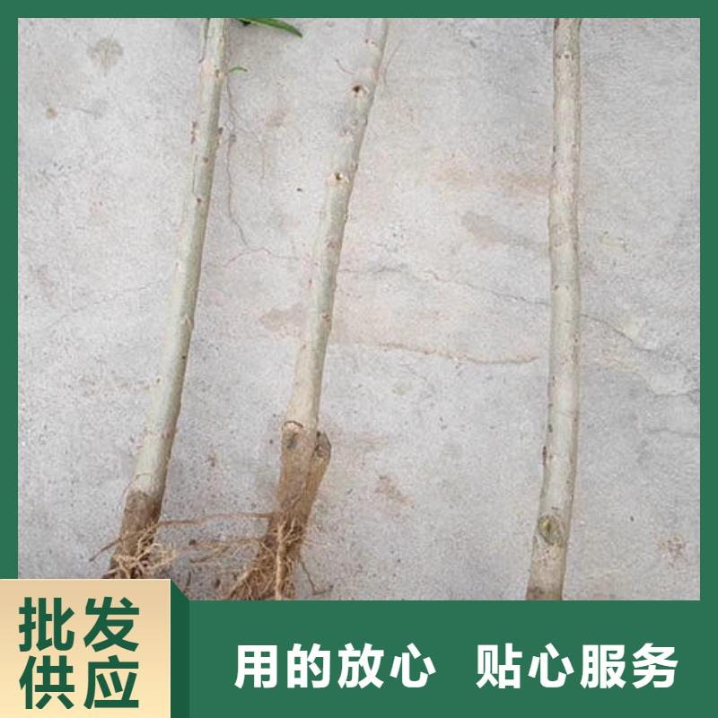 李子树苗、李子树苗厂家_规格齐全