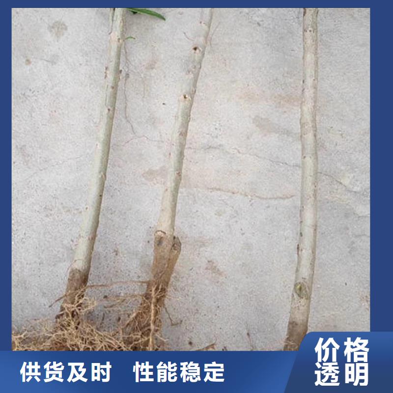 李子树苗-李子树苗高性价比