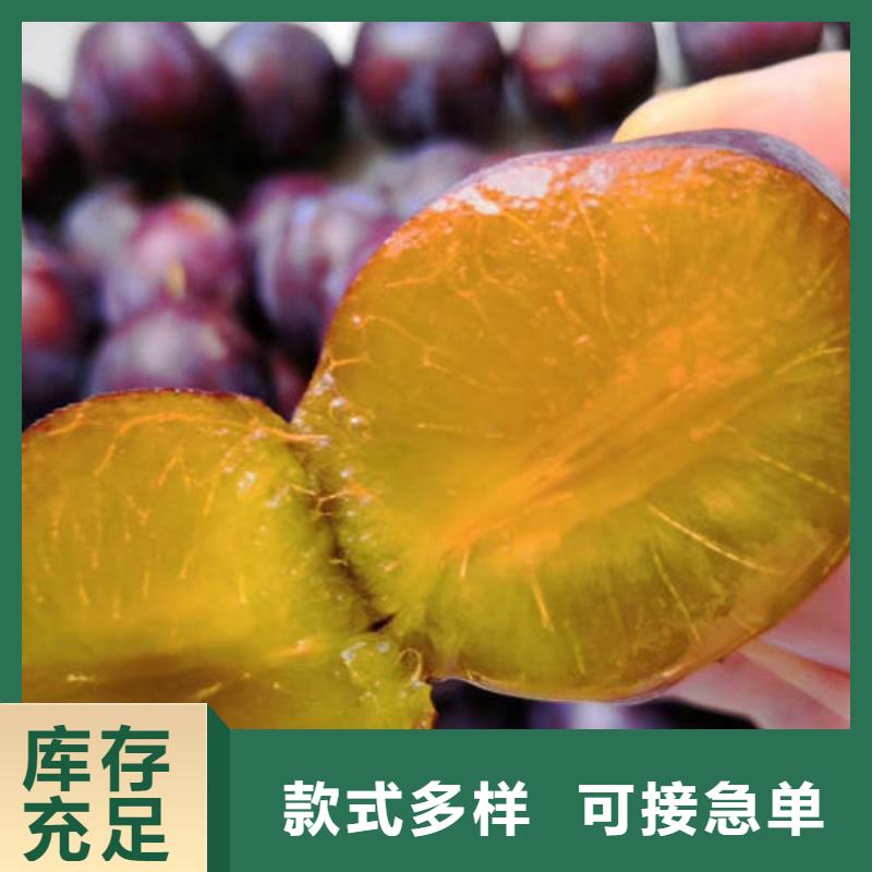 李子树苗现货充足