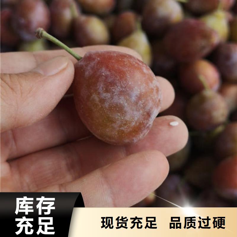 欢迎访问##李子树苗##厂家
