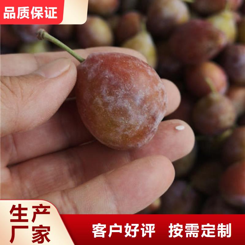 李子树苗-李子树苗高性价比