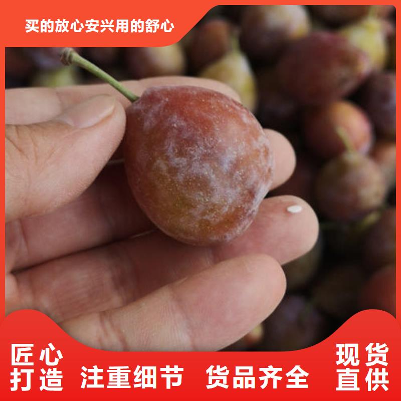 采购李子树苗必看-高性价比