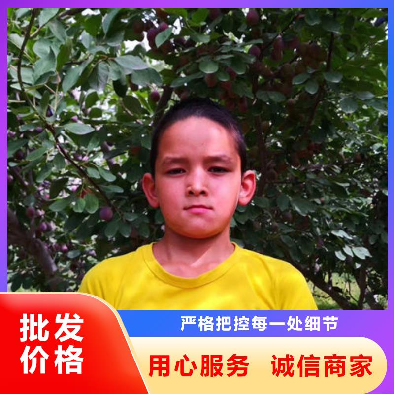 批发李子树苗_精选厂家
