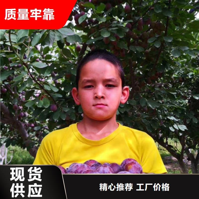 定制李子树苗的生产厂家