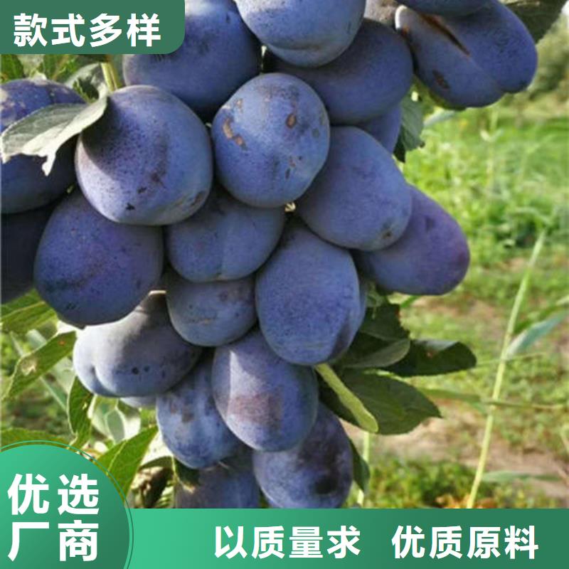 李子树苗-购买省心