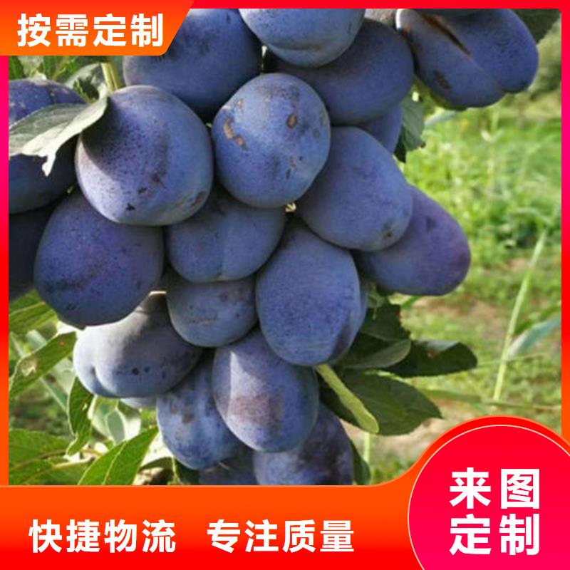 李子树苗定制批发
