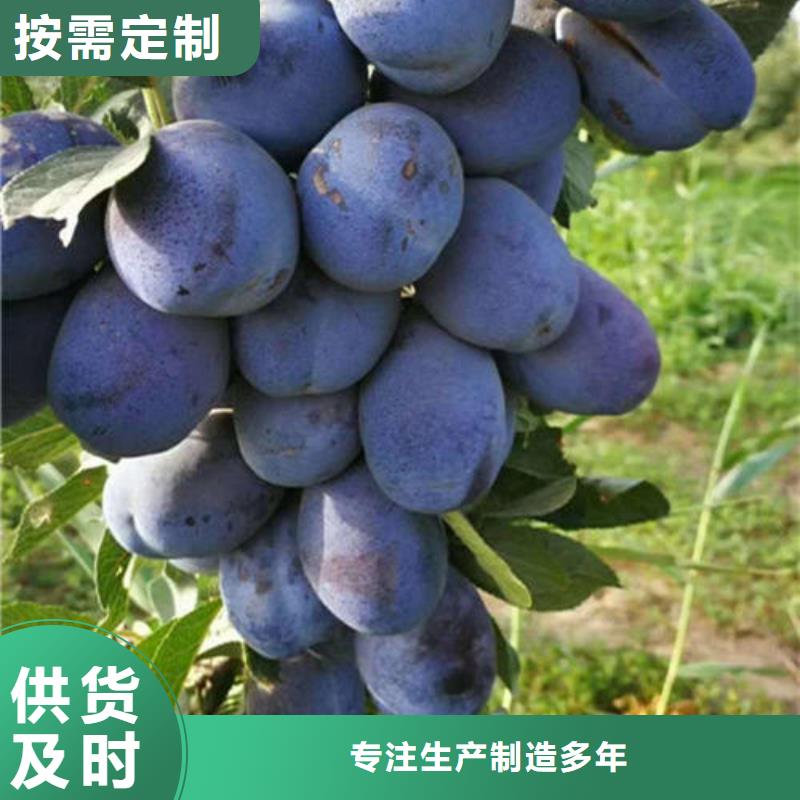 李子树苗-李子树苗专业厂家