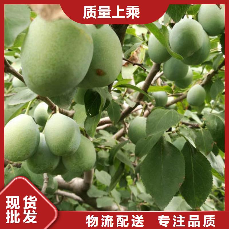 李子树苗制造工厂