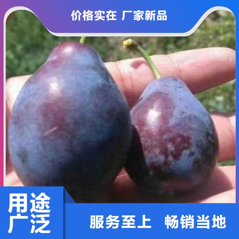 李子树苗厂家-信守承诺