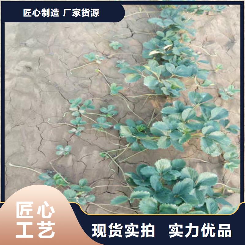 草莓苗价格_草莓苗
