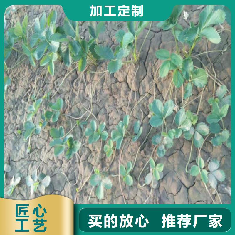 草莓苗大厂家值得信赖
