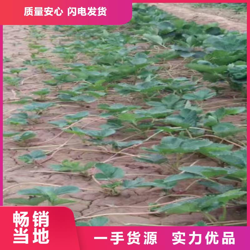 草莓苗新报价