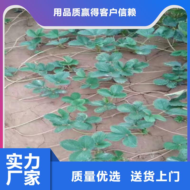 草莓苗_草莓苗厂家