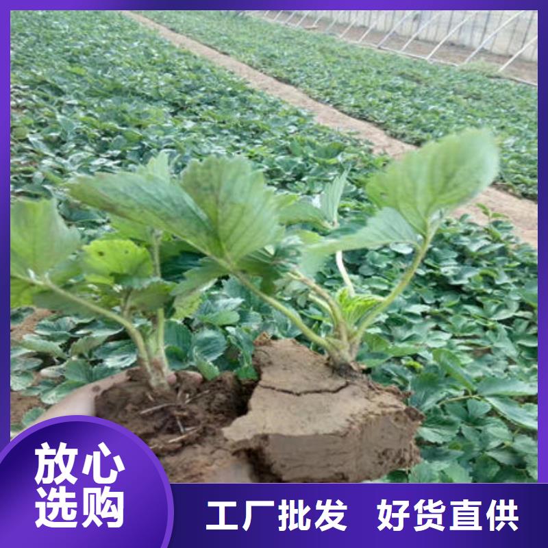 草莓苗公司报价