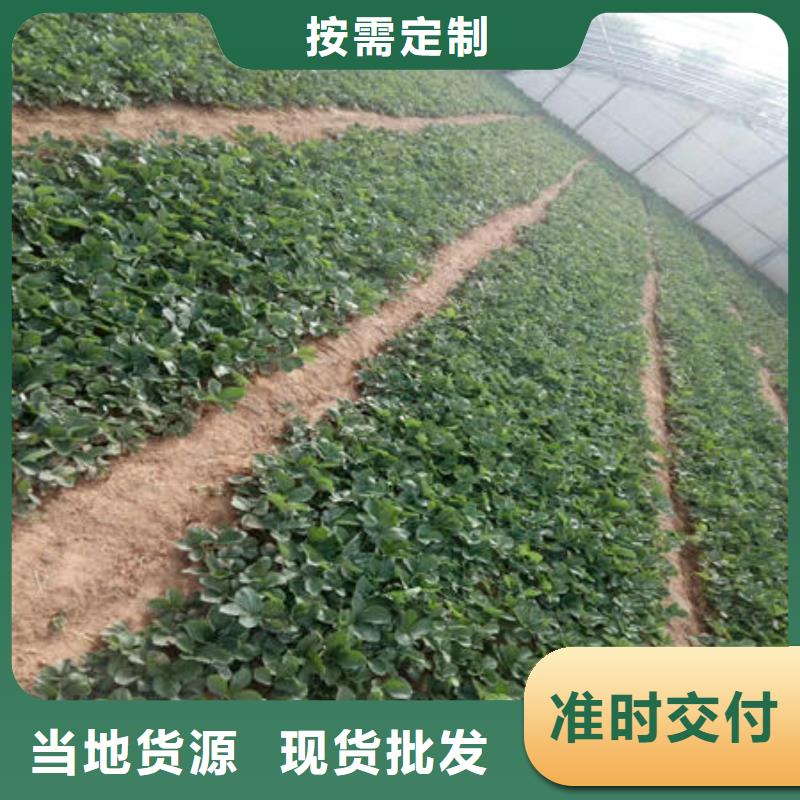 草莓苗-高品质低价格