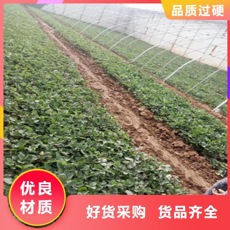 草莓苗价格_草莓苗