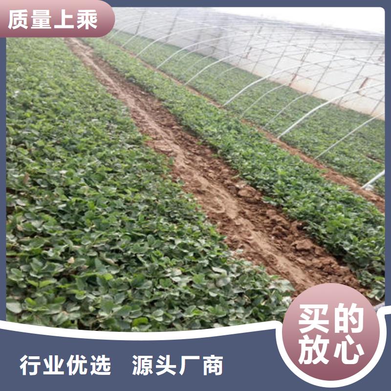 草莓苗工厂直销
