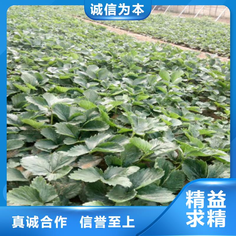 草莓苗-草莓苗量大从优