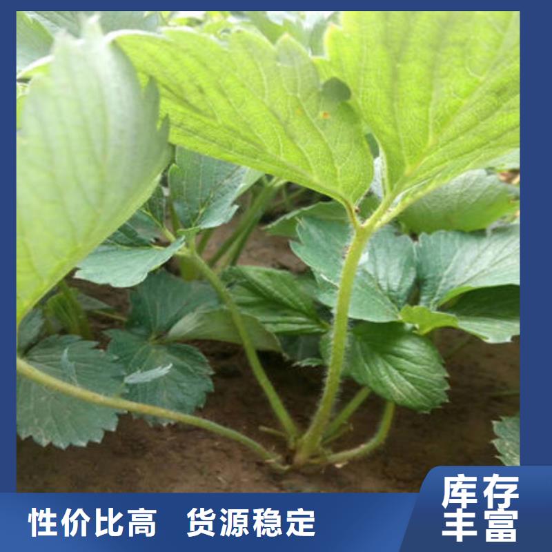 草莓苗工厂直销