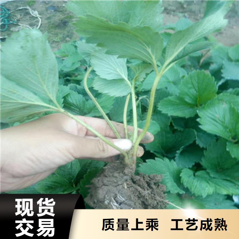 草莓苗-草莓苗量大从优