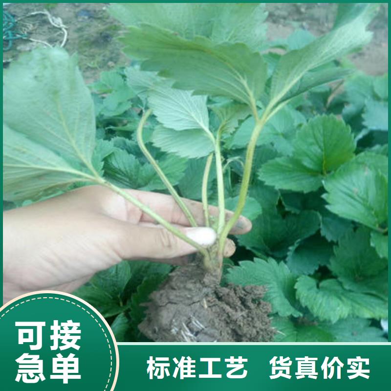 草莓苗全国走货