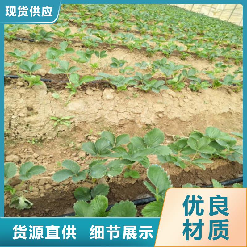 草莓苗制造商