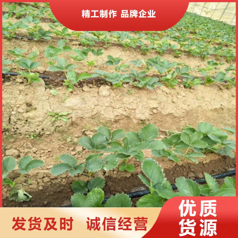 草莓苗全国走货