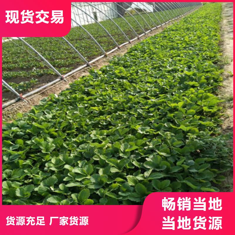 畅销的草莓苗生产厂家