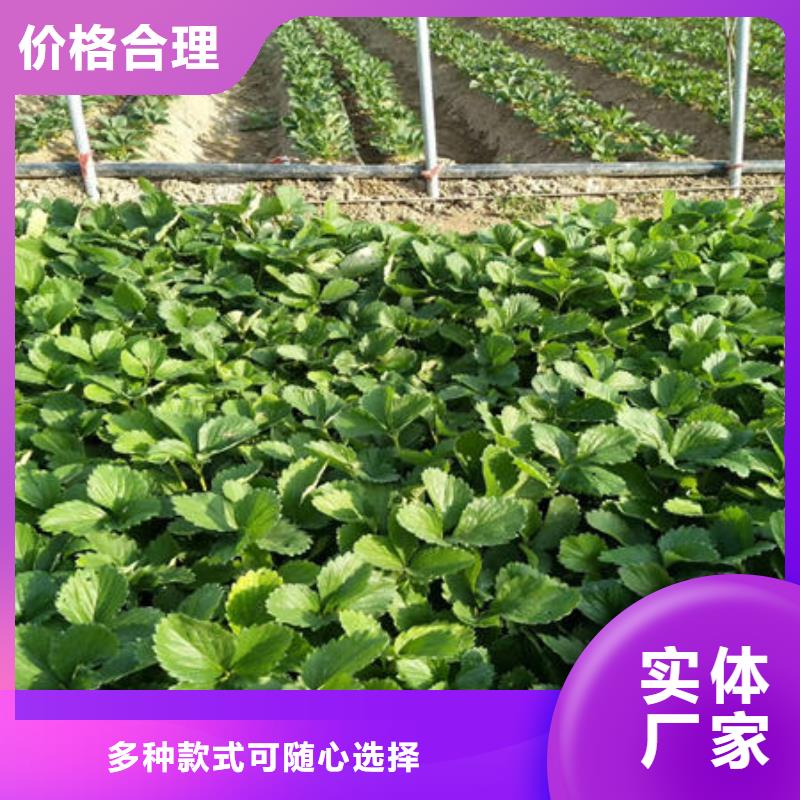 草莓苗制造商