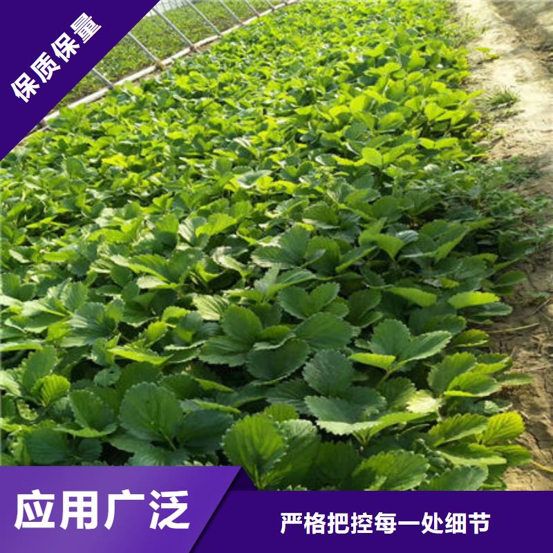 草莓苗产品齐全