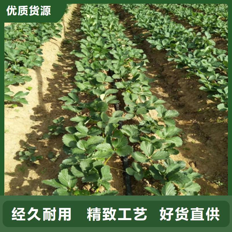 草莓苗全国走货