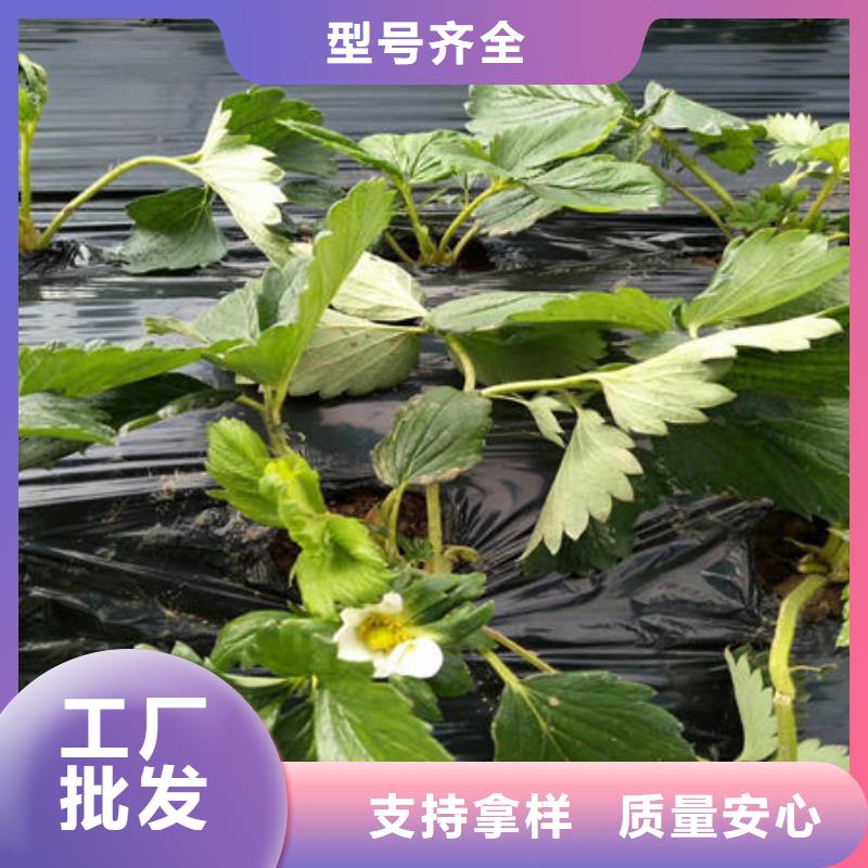 草莓苗-高品质低价格