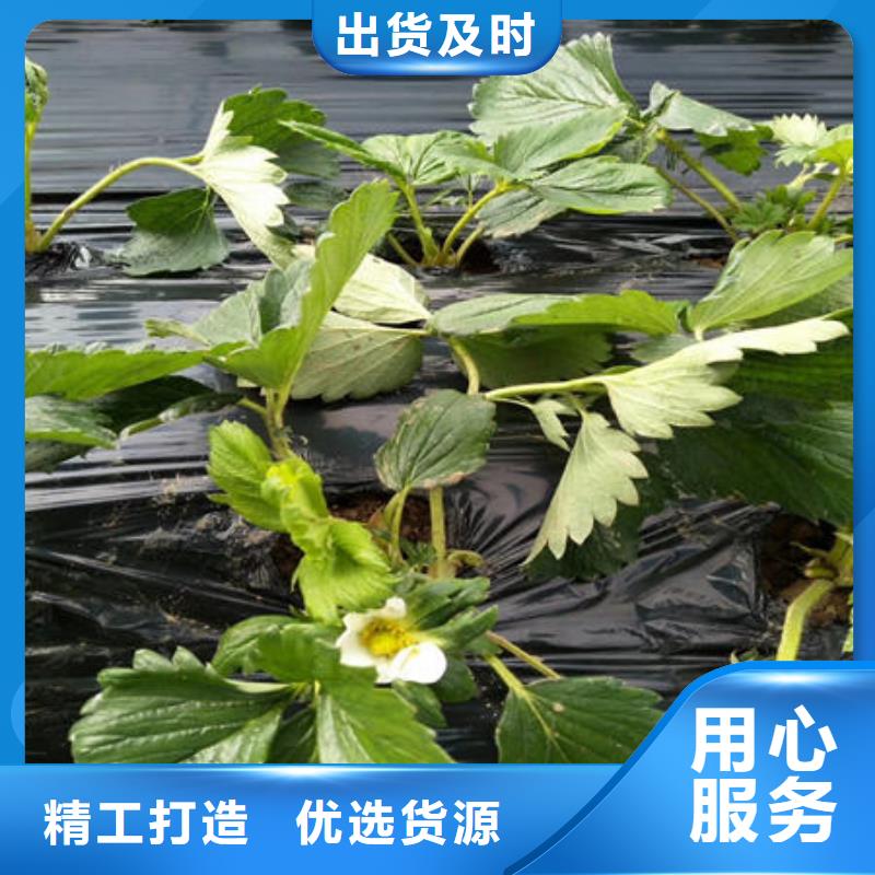 草莓苗获取报价