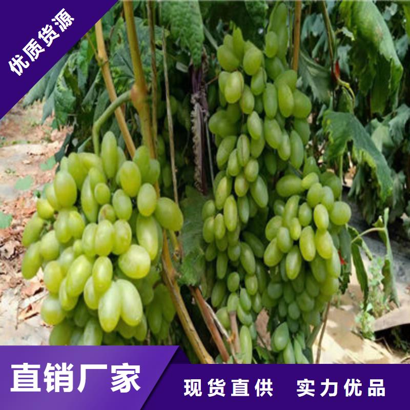 专业销售葡萄苗-保质