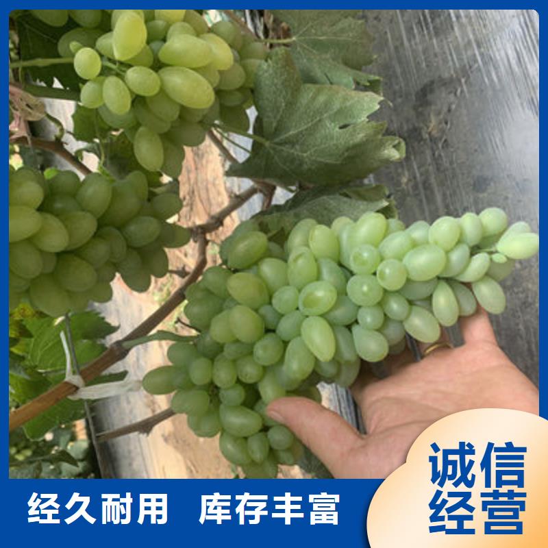 葡萄苗-按需定制