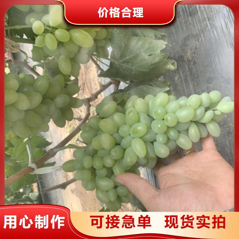 找葡萄苗生产厂家