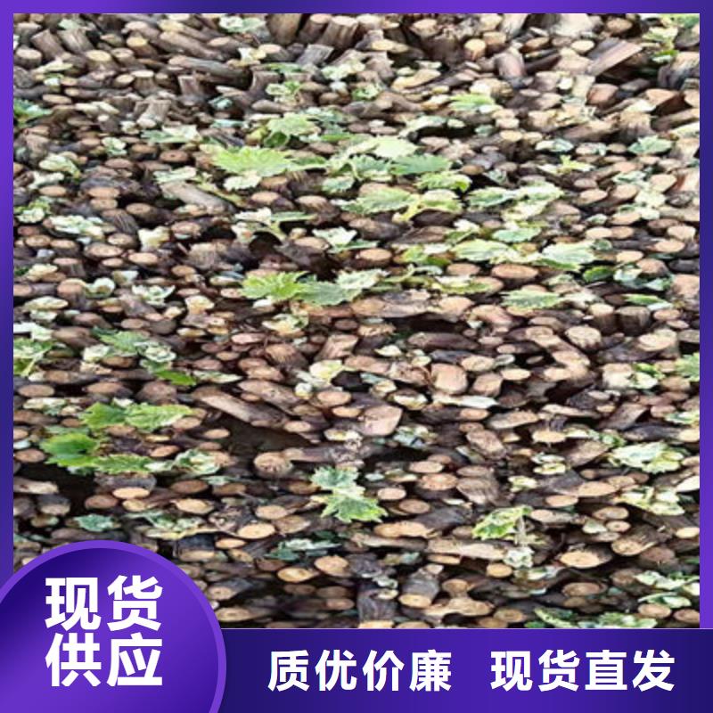 葡萄苗本市配送
