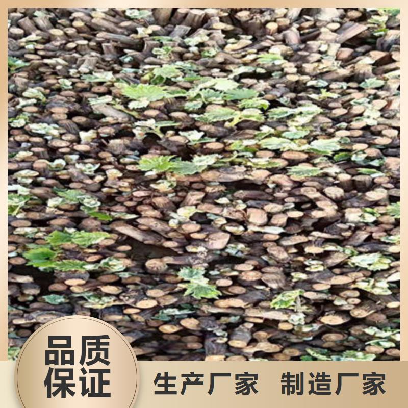 供应葡萄苗认准泰源苗木基地
