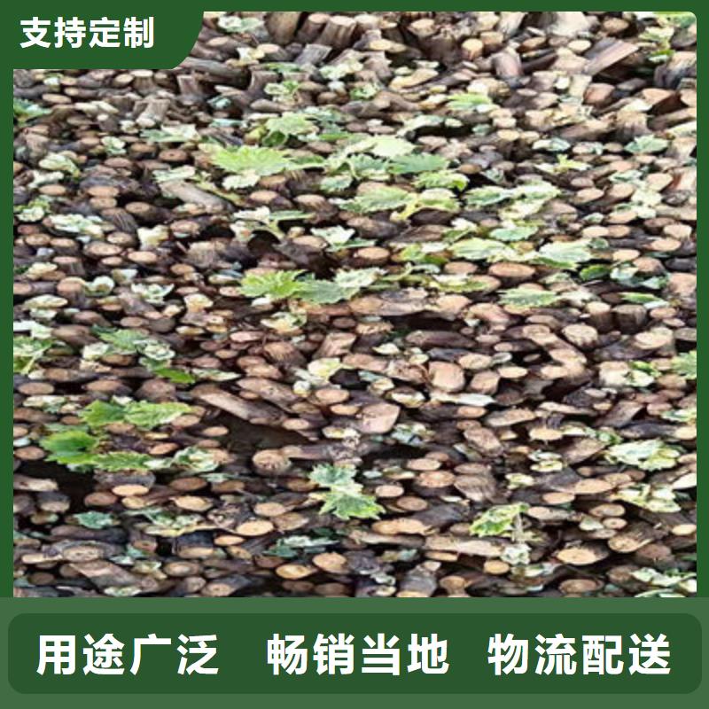 美人指葡萄苗推广