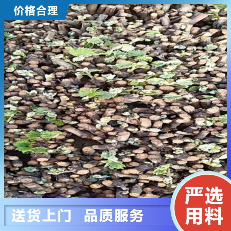 葡萄苗|葡萄苗厂家现货