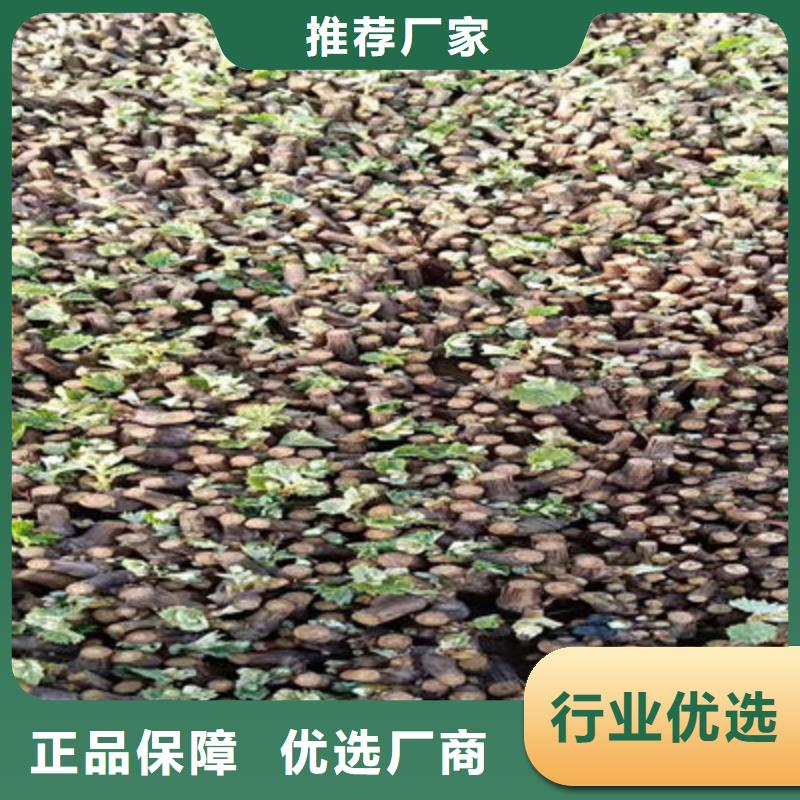 周边葡萄苗生产厂家