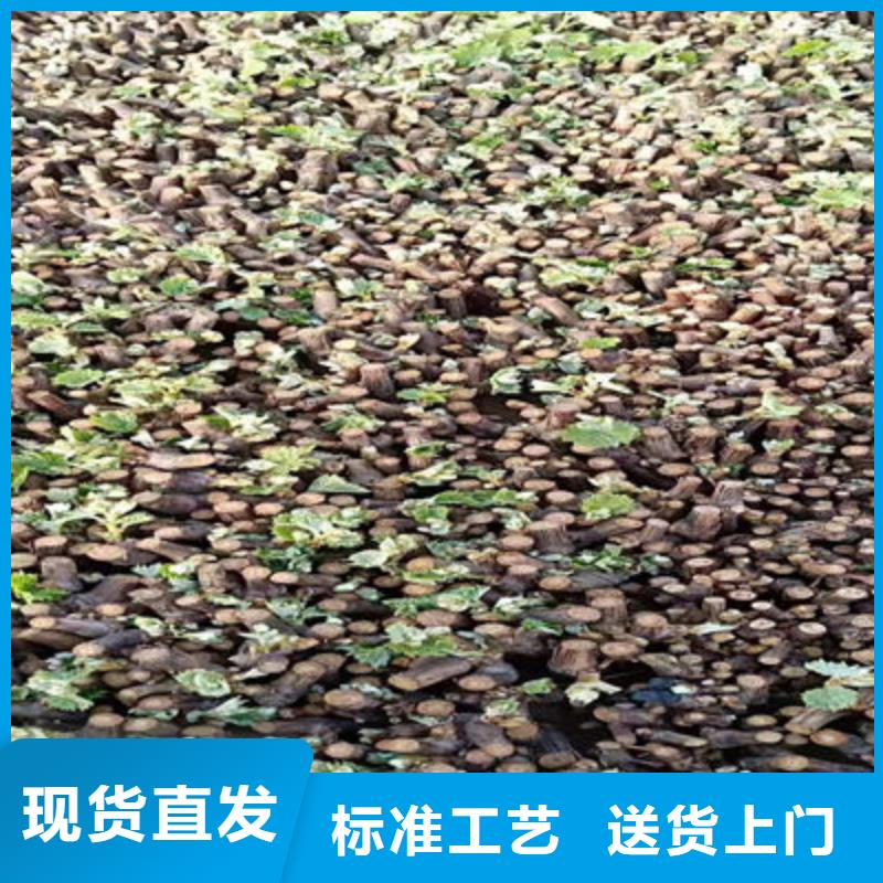 加工定制葡萄苗