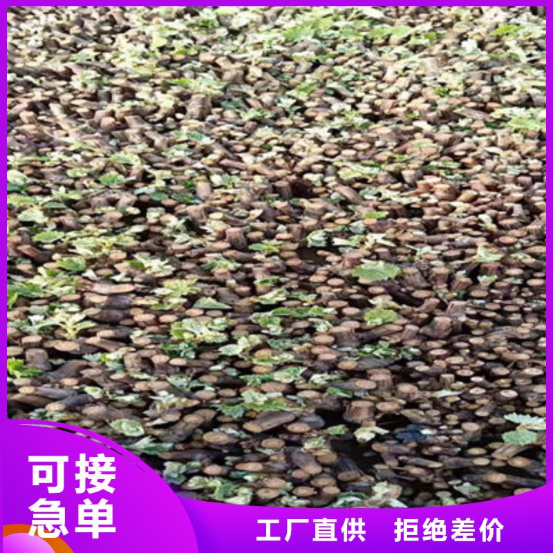葡萄苗现货厂家